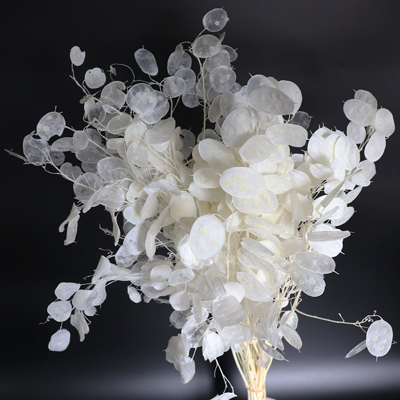 Eucalyptus Preserved - Flores Lunaria conservas para arreglo de