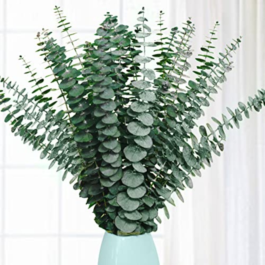Eucalyptus Preserved - 20 Piezas de Tallos de Eucalipto