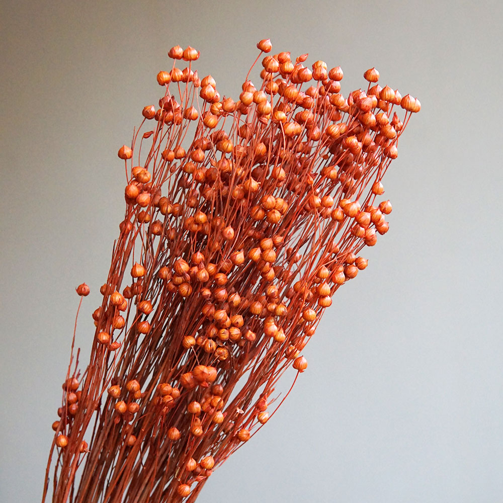 35g/Ormosia Hosiei conservada  - Eucalyptus Preserved reseña y precio