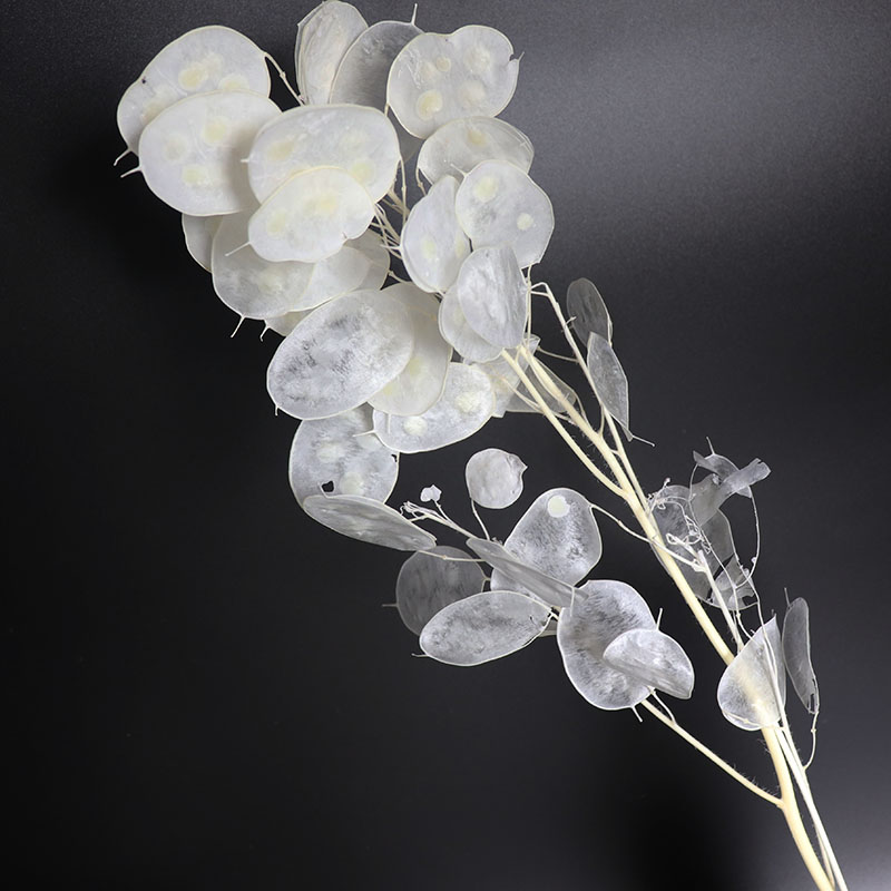 Flores Lunaria conservas para  - Eucalyptus Preserved reseña y precio