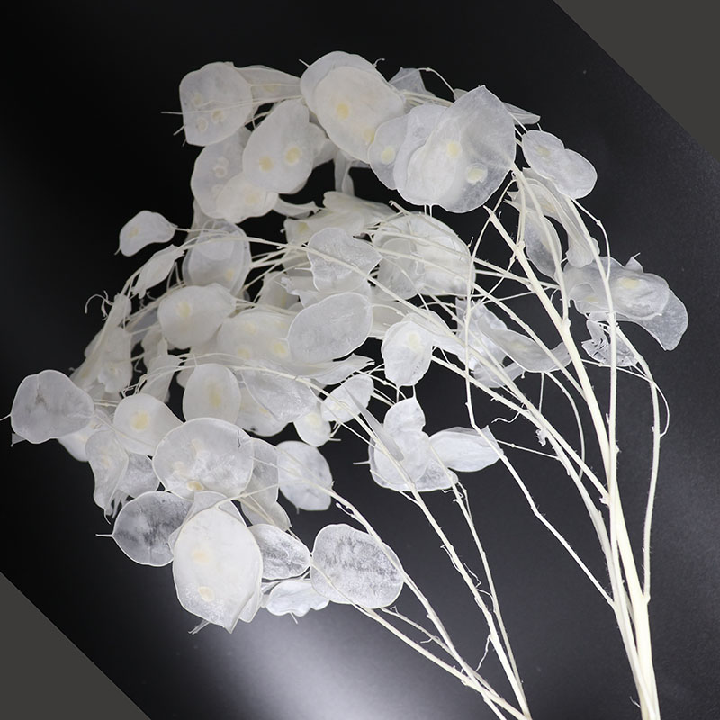 Flores Lunaria conservas para  - Eucalyptus Preserved reseña y precio