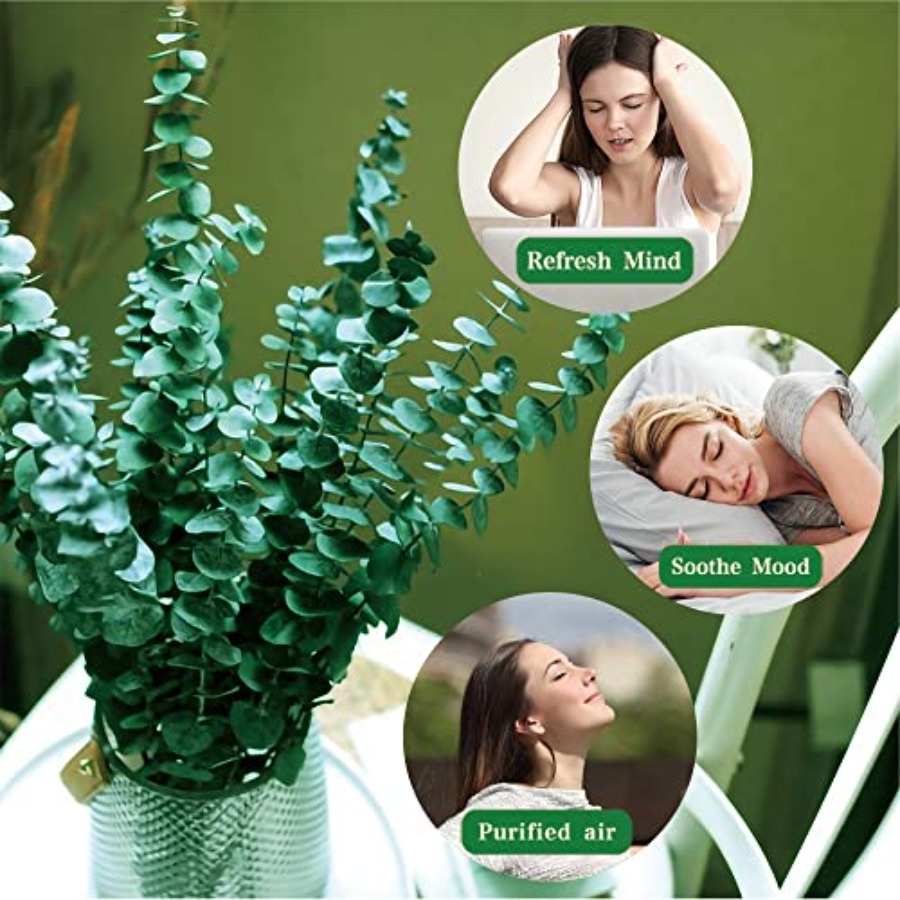 20 Piezas de Tallos de Eucalip - Eucalyptus Preserved reseña y precio