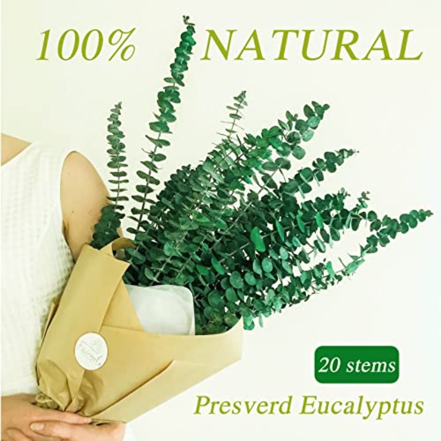 20 Piezas de Tallos de Eucalip - Eucalyptus Preserved reseña y precio