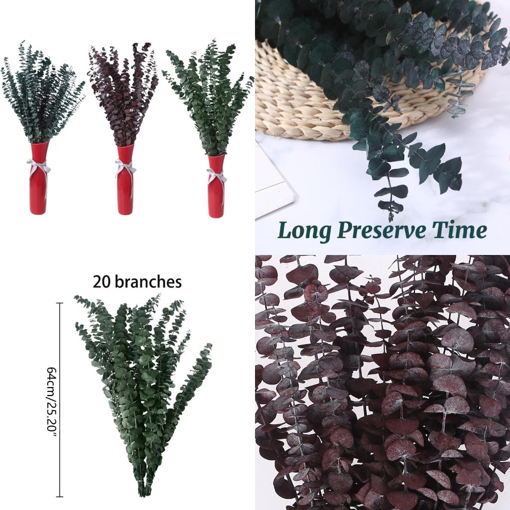 20 piezas conservadas para ram - Eucalyptus Preserved reseña y precio